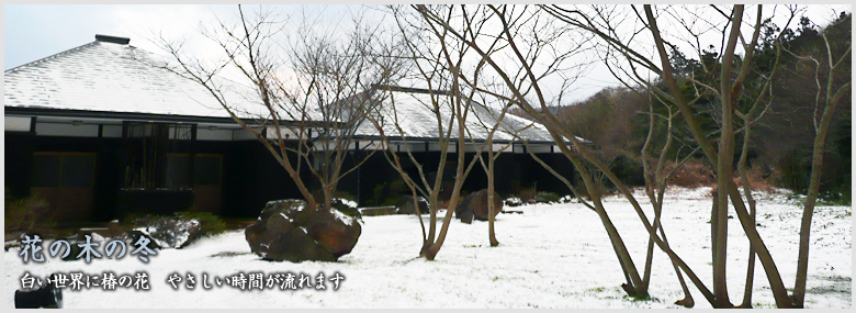 白い世界に椿の花 やさしい時間が流れます